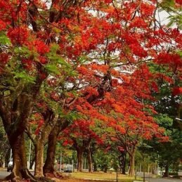 Butea Monosperma Seed