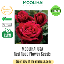 Red Rose Flower Seeds