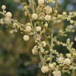 White Bark Acacia / Acacia leucophloea